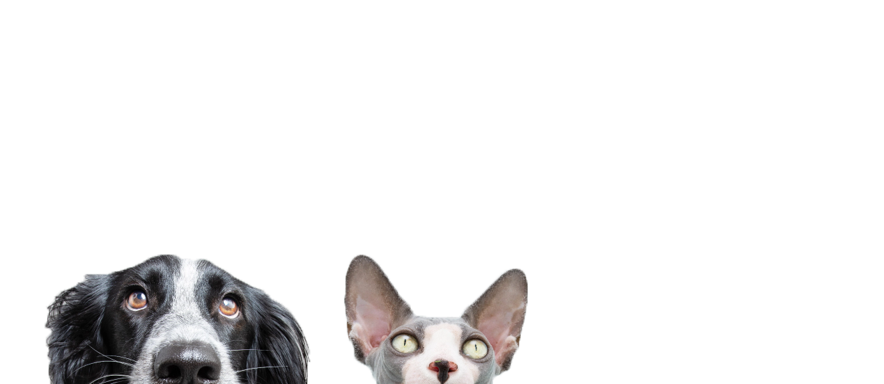 meavc dog and cat slide banner